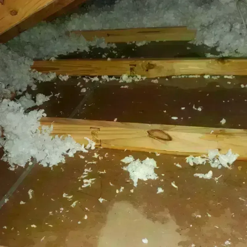 Attic Water Damage in Zapata, TX