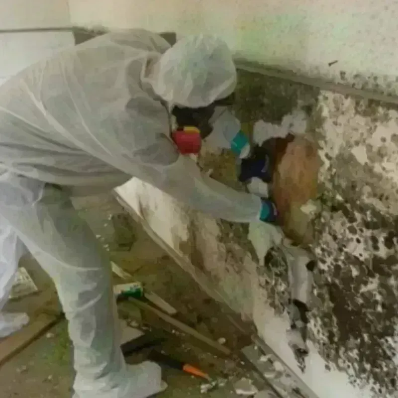 Mold Remediation and Removal in Zapata, TX